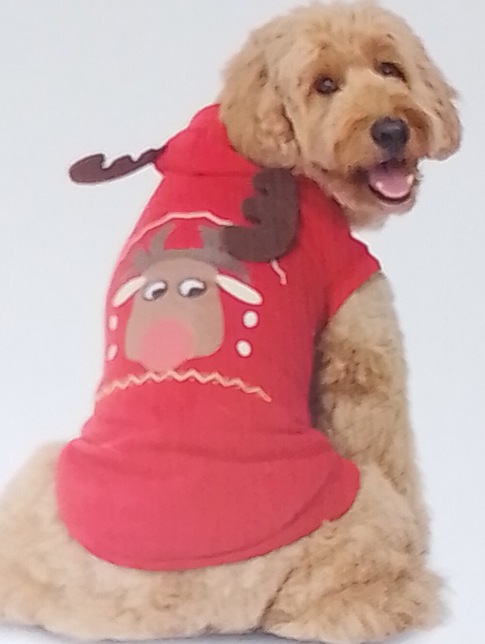 Holiday Reindeer Pet Sweatshirt - Red